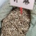 升麻大货价10元/斤