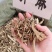 升麻大货价10元/斤
