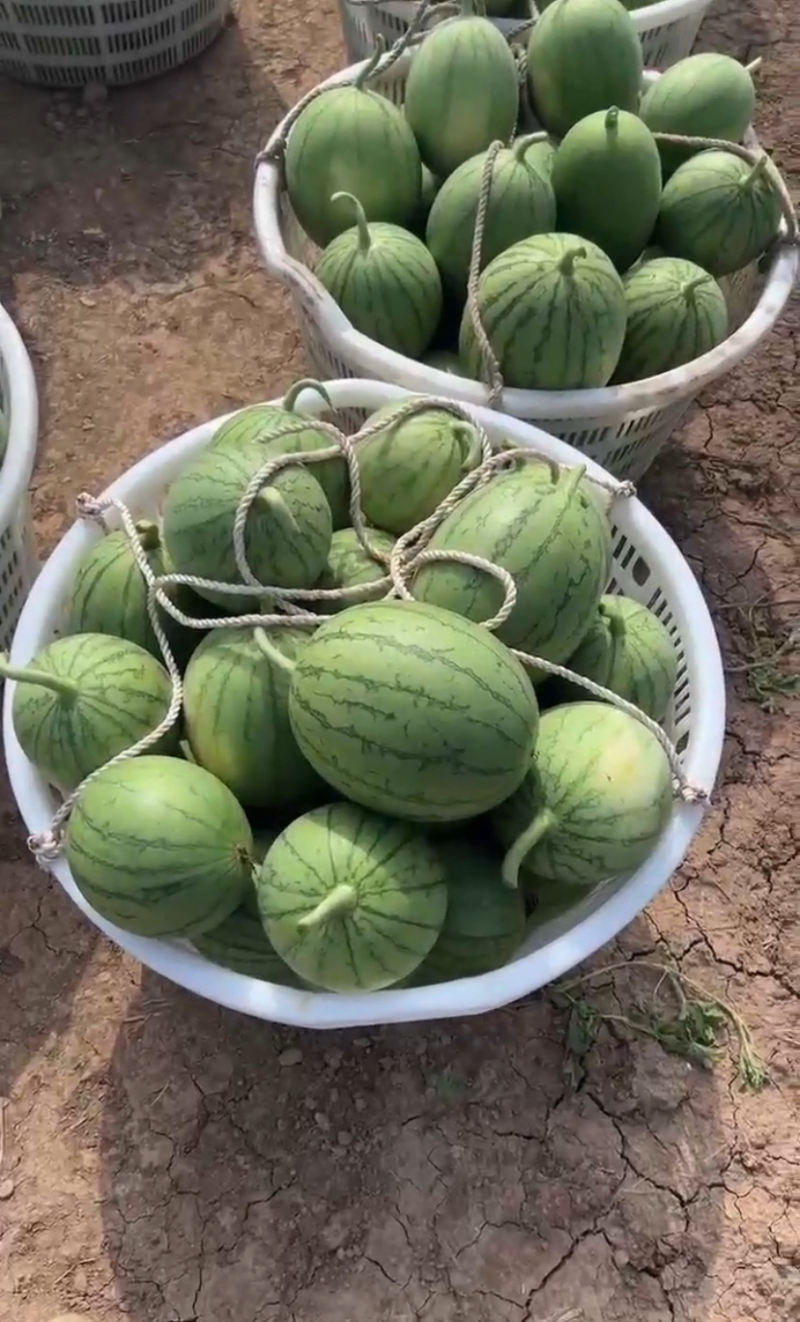 【推荐】湖北西瓜嘉秀6号西瓜大量上市价格便宜