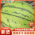 【推荐】湖北西瓜嘉秀6号西瓜大量上市价格便宜