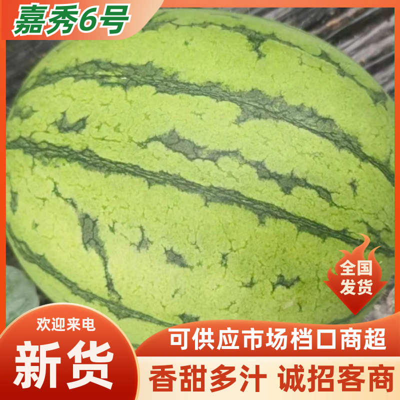 【推荐】湖北西瓜嘉秀6号西瓜大量上市价格便宜