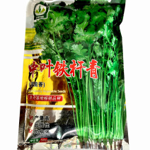 中叶铁杆香菜种子四季播耐热耐寒耐抽苔高产芫荽种子味浓