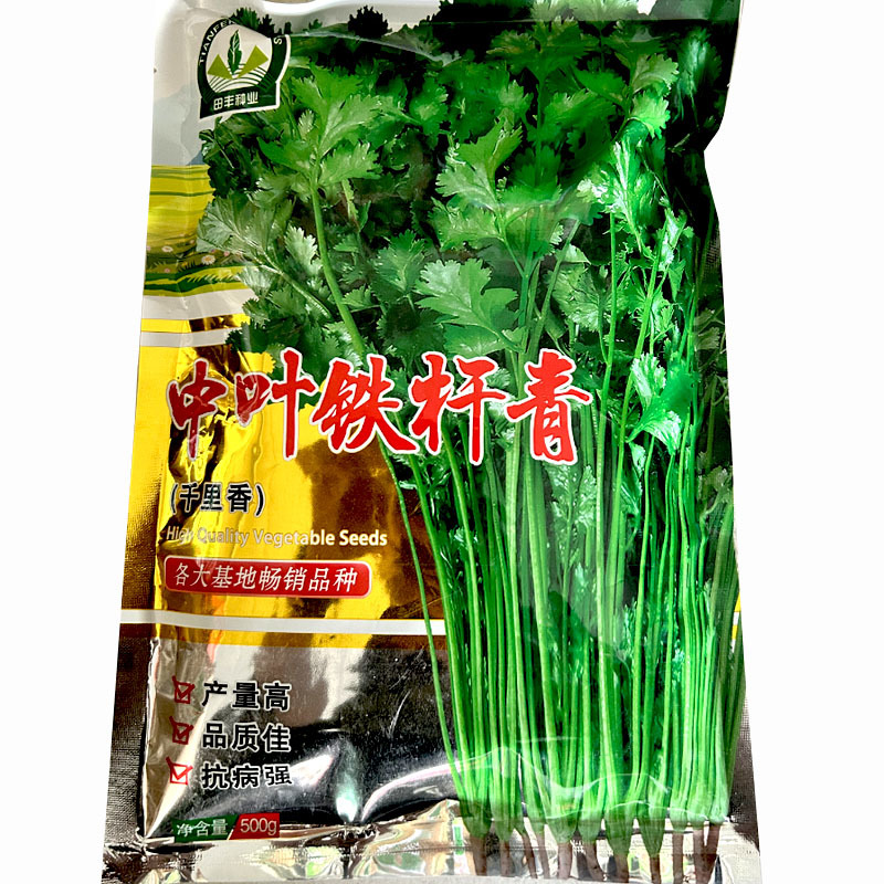 中叶铁杆香菜种子四季播耐热耐寒耐抽苔高产芫荽种子味浓