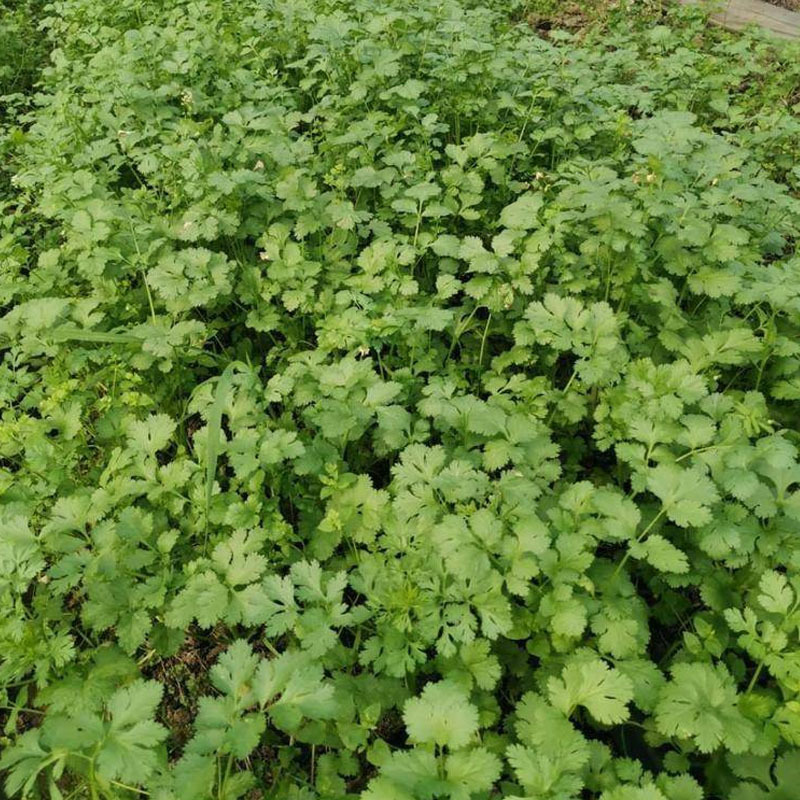 中叶铁杆香菜种子四季播耐热耐寒耐抽苔高产芫荽种子味浓