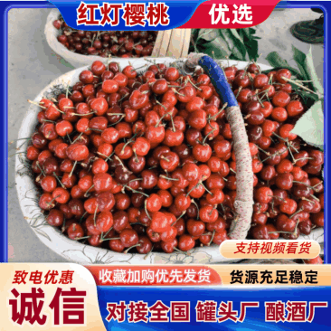 【精品】红灯樱桃大量上市对接全国罐头厂酿酒厂电商!