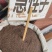 急性子大货价29元/斤