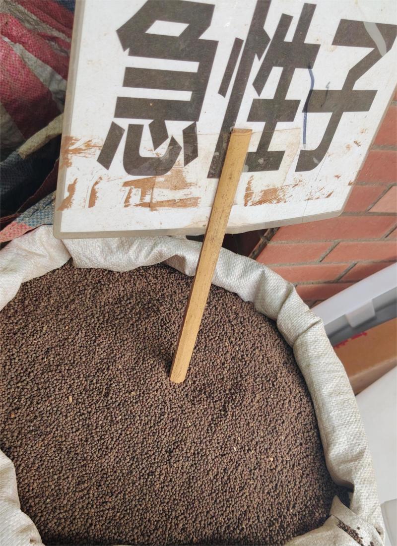 急性子大货价29元/斤