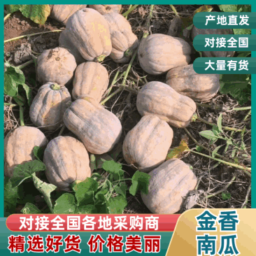 小金香南瓜2～4斤口感甜粉糯