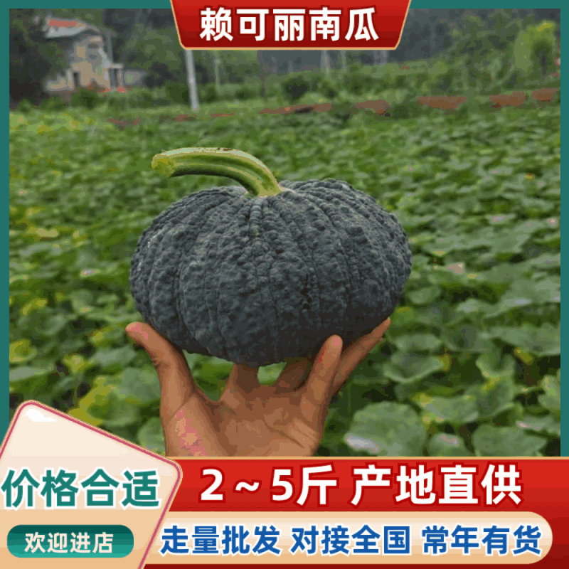 癞可丽南瓜上市了欢迎新老顾客回购，规格2～5斤产地直供质
