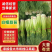 绵阳安州区，白帽蒜苔，批发，精品，1万亩基地量大品相好