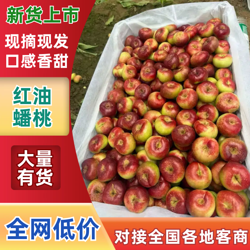 河北邢台威县明月油蟠产地直供，量大从优，一条龙服务，