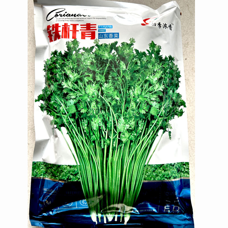 铁杆青山东香菜种子中叶耐热耐寒耐抽苔芫荽种子四季易种植