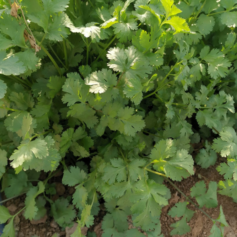 铁杆青山东香菜种子中叶耐热耐寒耐抽苔芫荽种子四季易种植
