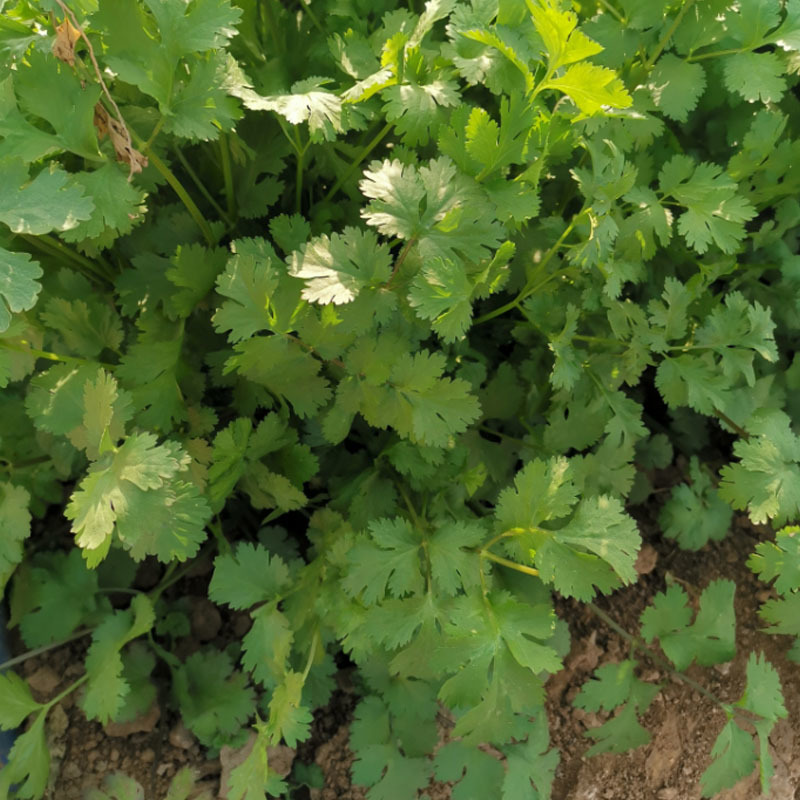铁杆青山东香菜种子中叶耐热耐寒耐抽苔芫荽种子四季易种植