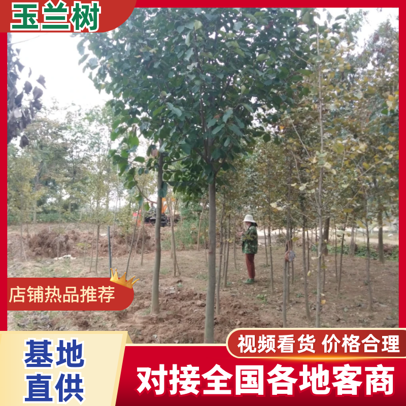 供应15，16，17，18，20h公分广玉兰