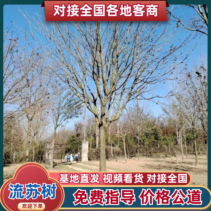 流苏流苏树，油根子，供应10，12，15，18等规格
