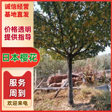 牛供应大规格樱花8-30公分日本晚樱，早樱，染井吉野