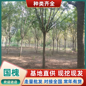 1-30公分原生冠国槐，带帽国槐