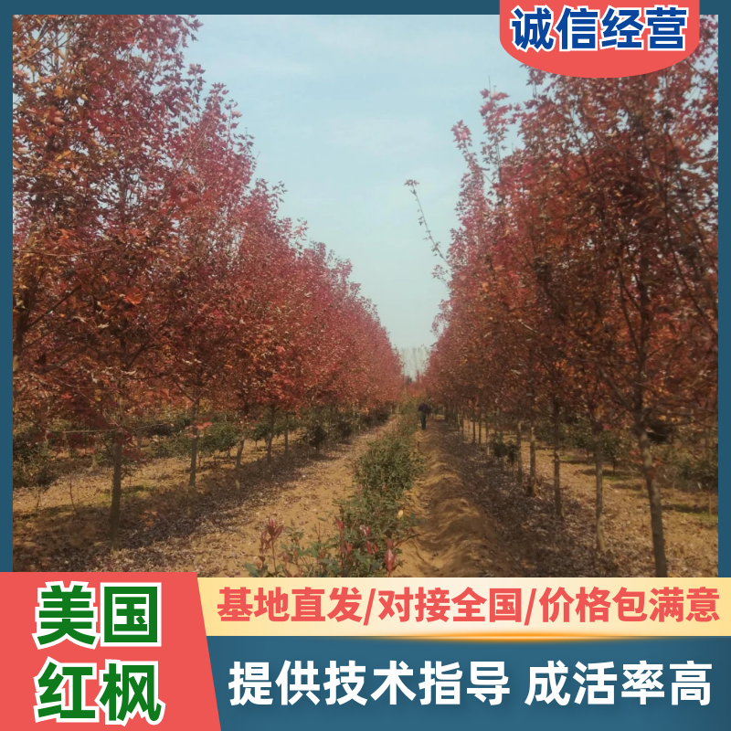 美国红枫，秋火焰8-12公分