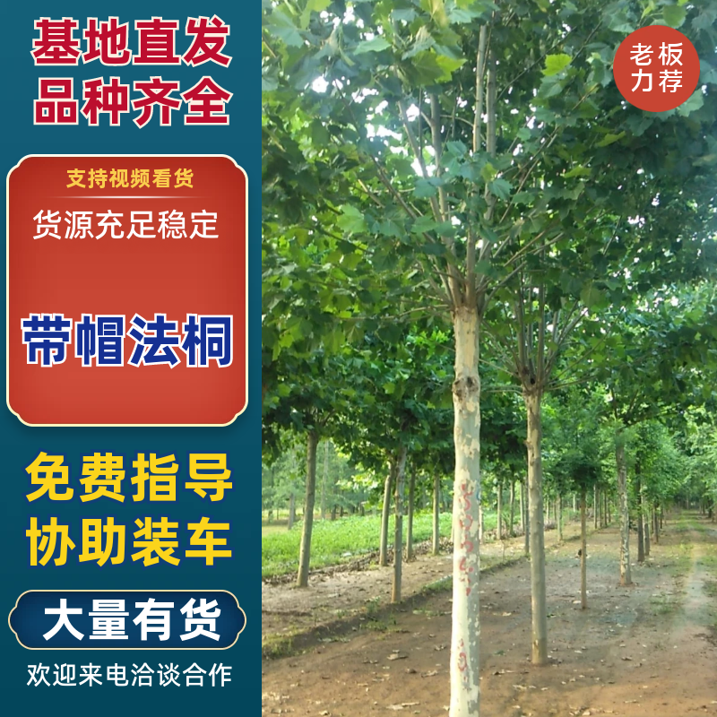 供应多规格原生冠法桐，带帽法桐。
