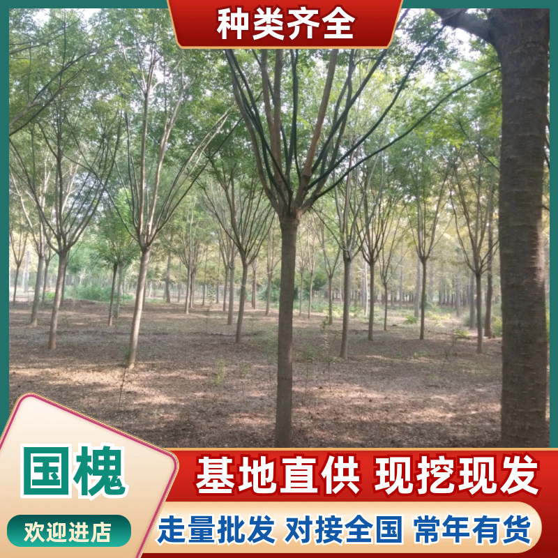 10，12，13，14，15，18，20，25公分国
