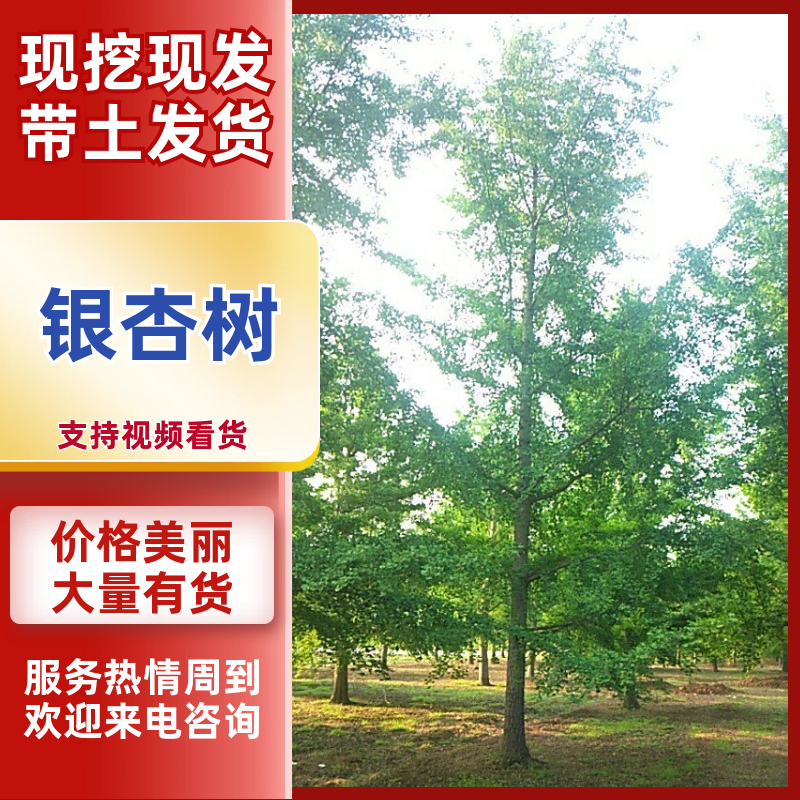 银杏树银杏实生树，银杏嫁接树银杏小苗