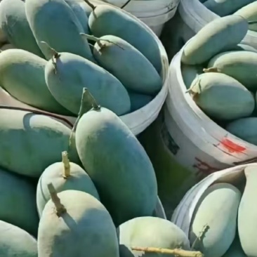 【优选】广西百色精品台农芒果种植基地现摘现发质优价廉