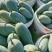 【优选】广西百色精品台农芒果种植基地现摘现发质优价廉