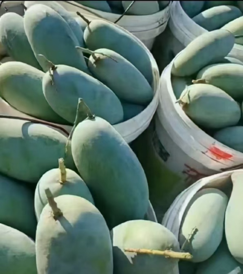 【优选】广西百色精品台农芒果种植基地现摘现发质优价廉