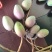 【优选】广西百色精品台农芒果种植基地现摘现发质优价廉