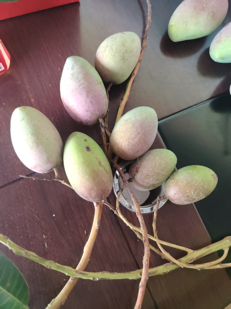 【优选】广西百色精品台农芒果种植基地现摘现发质优价廉