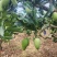 【优选】广西百色精品台农芒果种植基地现摘现发质优价廉