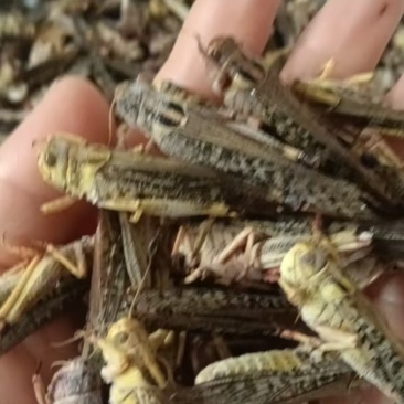 蚂蚱蝗虫东亚飞蝗