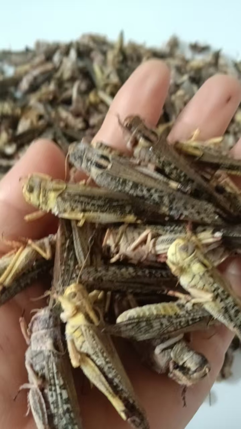 蚂蚱蝗虫东亚飞蝗