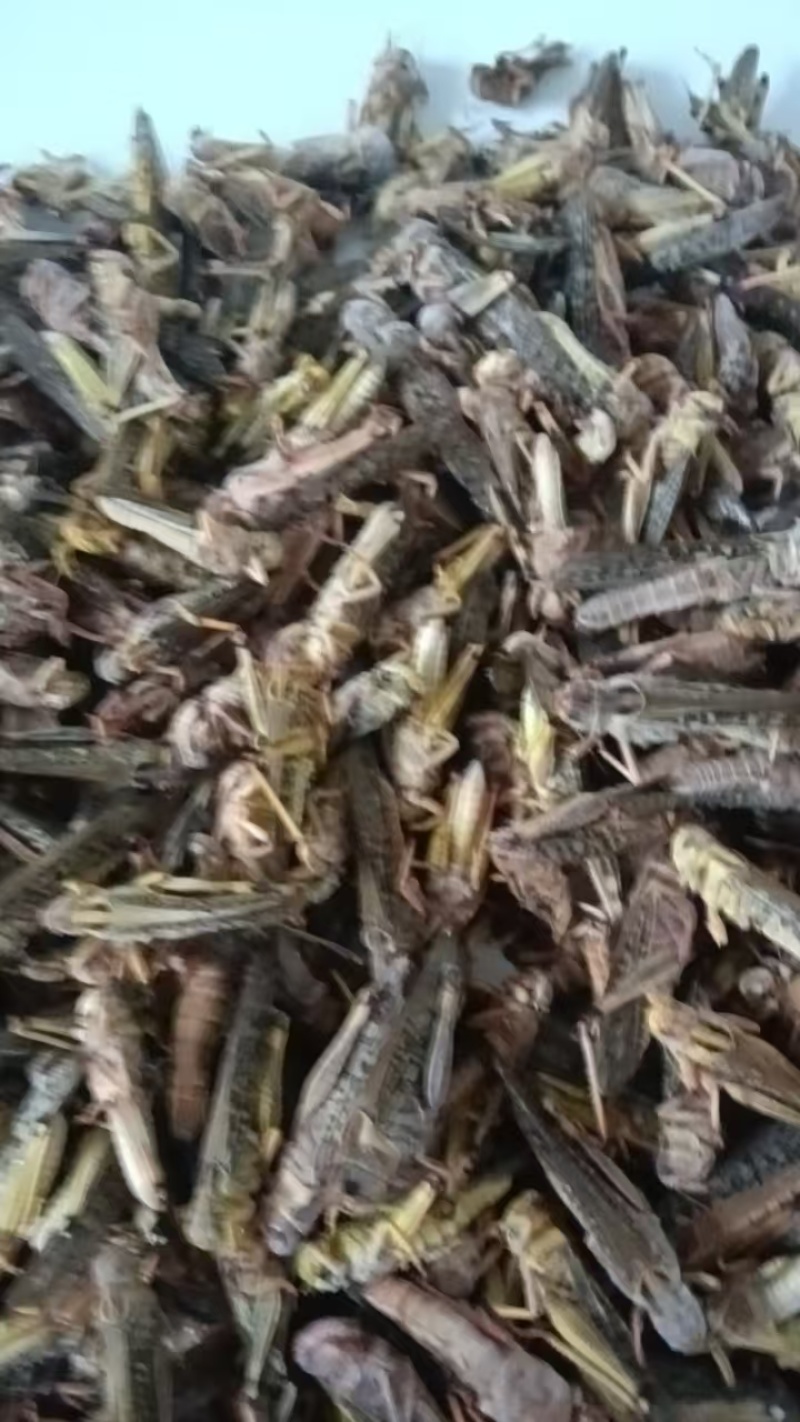 蚂蚱蝗虫东亚飞蝗