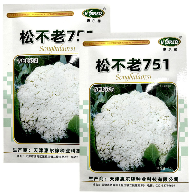 松不老751青梗松花菜种子花梗绿中熟春季花球松大