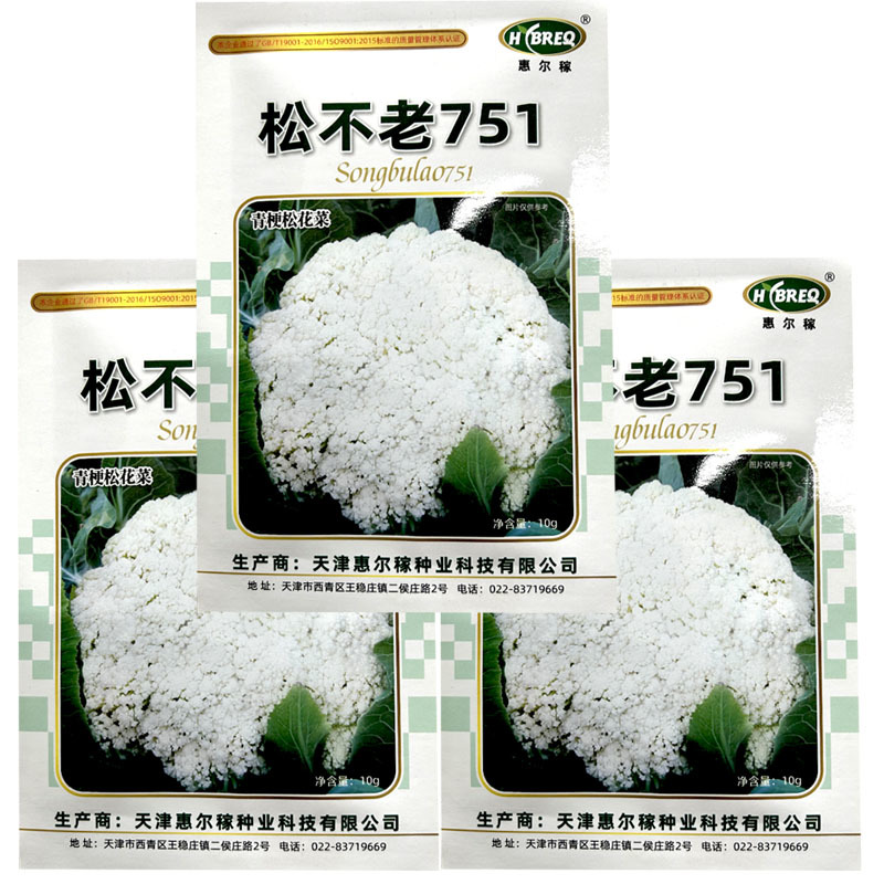 松不老751青梗松花菜种子花梗绿中熟春季花球松大