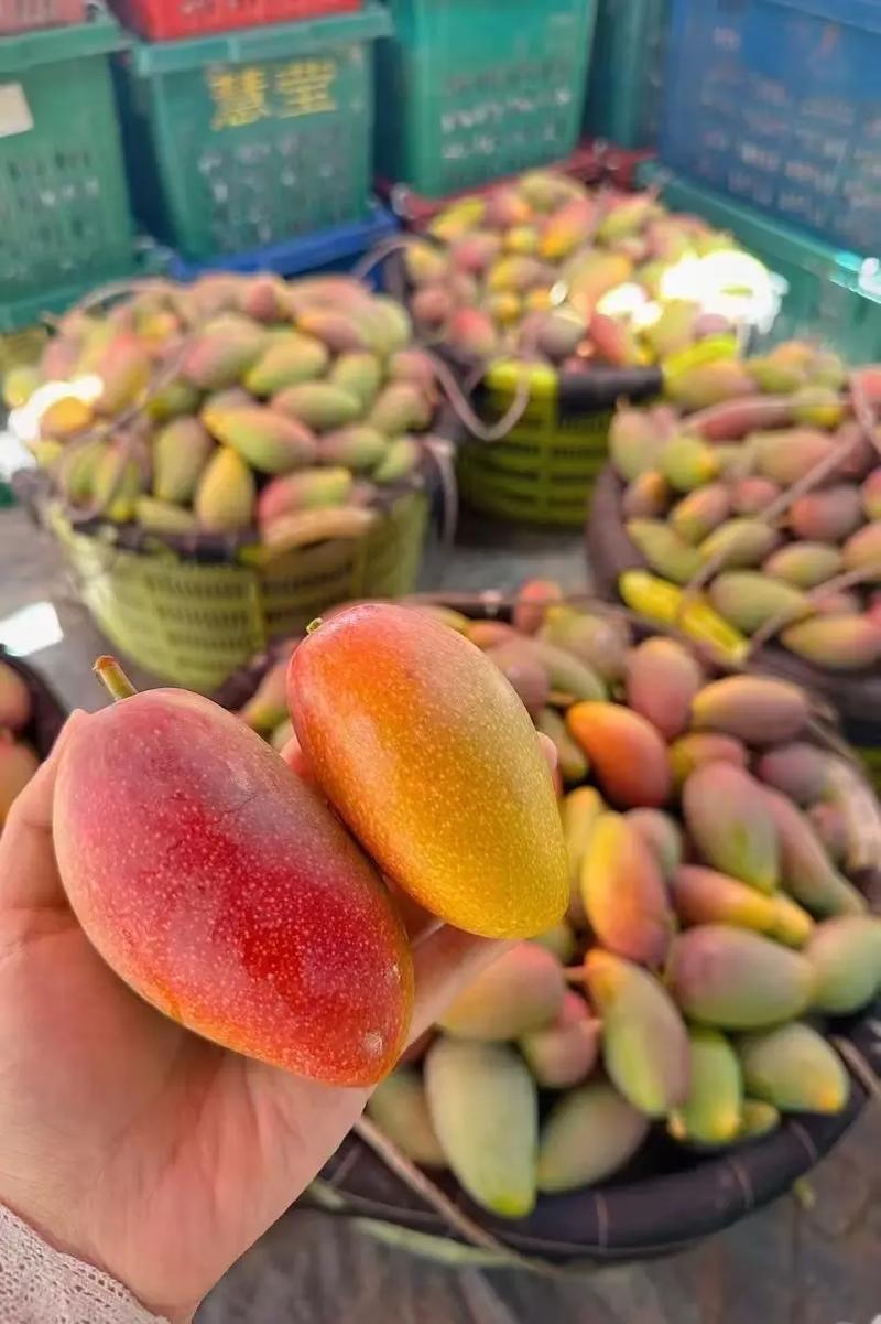 精品贵妃芒一手货源，产地直发，价格优惠