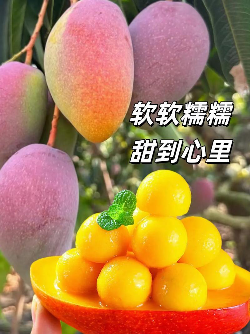 精品贵妃芒一手货源，产地直发，价格优惠
