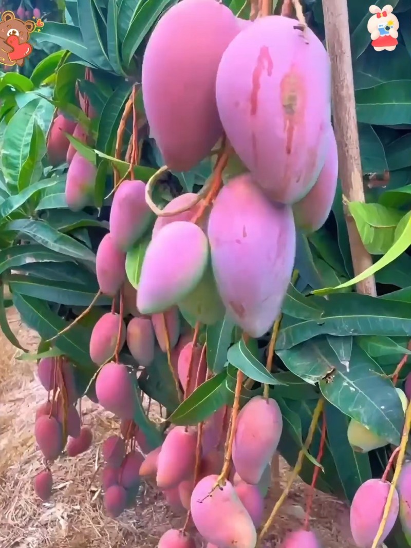 精品贵妃芒一手货源，产地直发，价格优惠