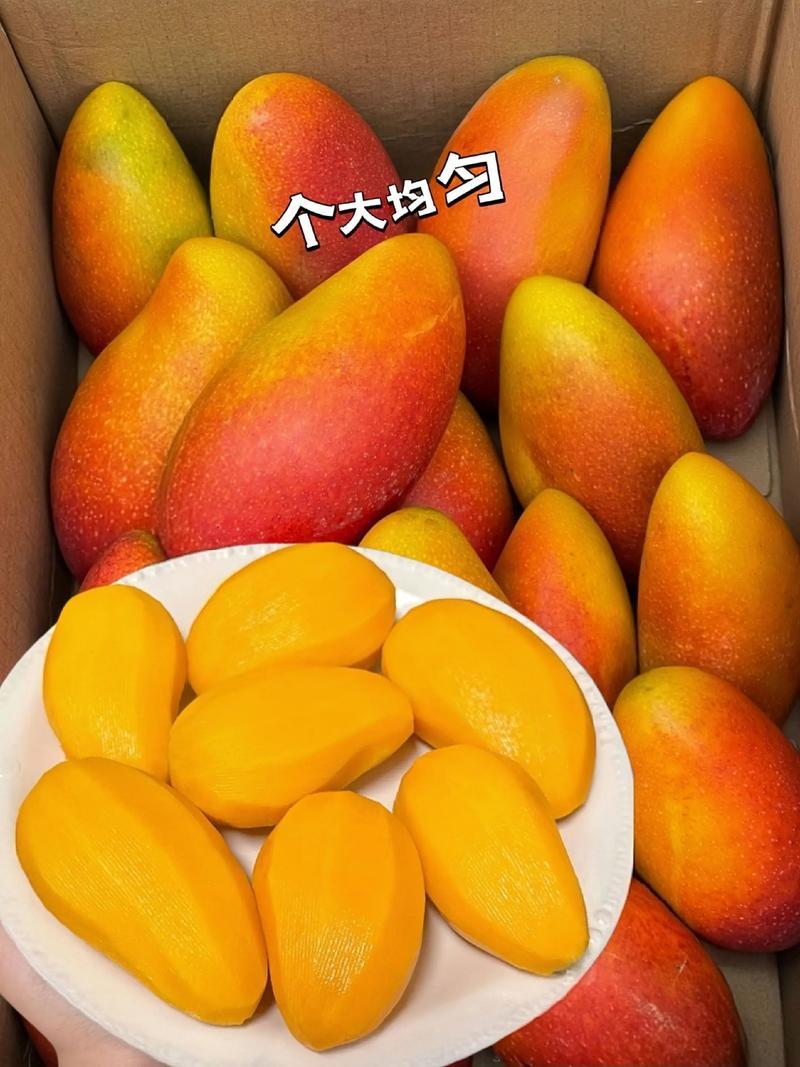 精品贵妃芒一手货源，产地直发，价格优惠