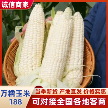 山东精品糯玉米万糯188336大量上市价格美丽