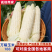 山东精品糯玉米万糯188336大量上市价格美丽