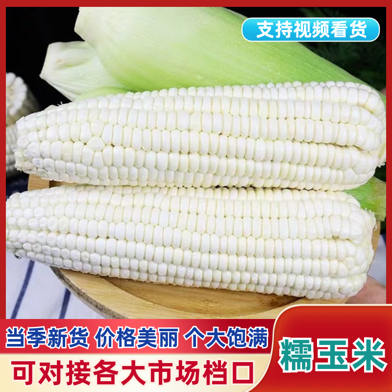 陕西糯玉米品质保证诚信经营欢迎联系接商超市场电商