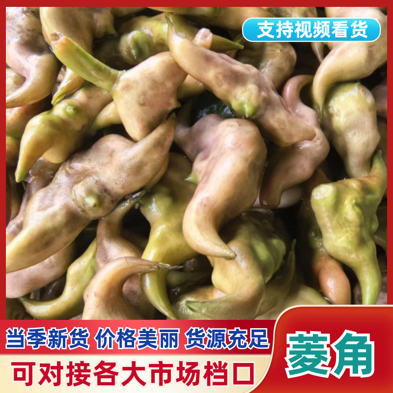 湖北仙桃五乐台排湖风景区菱角嫩菱角老菱角薄皮