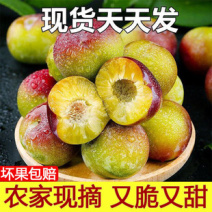 五月脆李子精品李子好吃不贵脆甜可口量大从优可对接全国