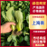 精品油菜上海青产地供货全国供应质量保证