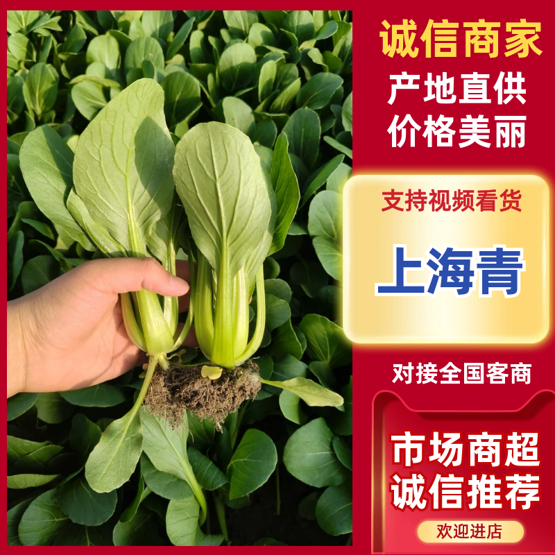 精品油菜上海青产地供货全国供应质量保证