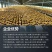 金边竹灵芝产地直接发货包邮可以煲汤泡酒泡茶