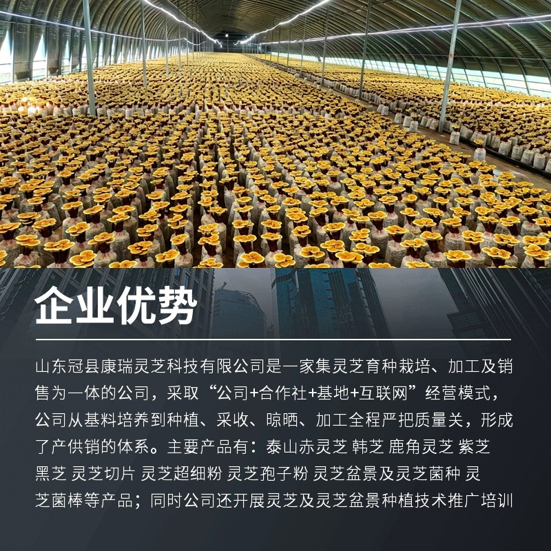 金边竹灵芝产地直接发货包邮可以煲汤泡酒泡茶